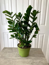 ZZ Plant from Aladdin's Floral in Idaho Falls